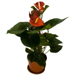 Антуріум / Anthurium Антуріум / Anthurium квіткові кімнатні рослини, вазон, каталог, фото