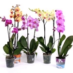 Фаленопсиси / Phalaenopsis Фаленопсиси / Phalaenopsis, орхідеї, види, каталог
