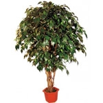 Фікуси Бенджаміна (Ficus benjamina) Фікуси Бенджаміна, каталог кімнатних рослин фото і назви вазонів, невибагливі декоративно-листяні домашні рослини
