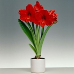 Гіппеаструм (Hippeastrum) червоний Гіппеаструм червоний, Hippeastrum, домашній, цвітіння