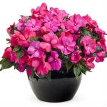 Бальзамін (лат. Impatiens) Бальзамін, Impatiens, кімнатний, фото, уоллера, вазон
