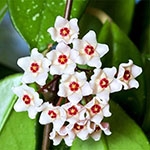 Хойя (Hoya) – восковий плющ Хойя, Hoya, восковий плющ, вазони каталог енциклопедія кімнатних рослин від А до Я
